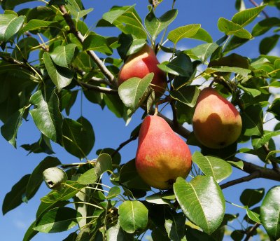 Школьный питомник